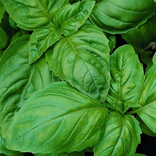 Basil, Italian Large Leaf, Heirloom, 200 Seeds, Great Fresh/Dried Herb
