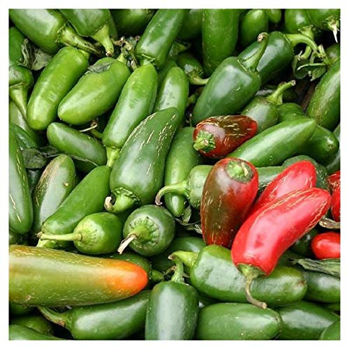 PREMIER SEEDS DIRECT - HOT Chilli Pepper - Jalapeno M - 25 Finest Seeds