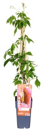 Garden Center Shop | Plantas Trepadoras Naturales | Bignonia, Wisteria, Jazmín Estrella, Madreselva, Passiflora, Hiedra (Parthenocissus Engelmannii)