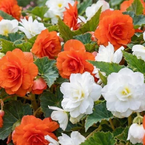 Bulbi Fiori Perenni da Esterno - 5 Collezione Begonia Cascata Sospesa Rosso e Bianco - Piante e fiori esclusivi dall'Olanda - per giardino, vasi e balcone (grandi, non semi, non artificiali)