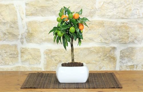 Pollice Verde - Bonsai Kumquat Fukushu (Fortunella Obovata) - Mandarino Cinese a Frutto Tondo Pianta Vera - Vaso Ceramica Bianco 15cm - Altezza 25-30cm - Ideale per Casa Luminosa, Balcone e Veranda