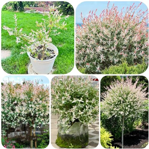 harlekinweide - minigarten schnell wachsende sträucher schattenpflanzen ziersträucher zierblumen für sonnige plätze bonsaibaum kletterpflanzen büropflanzen herbst deko ausgefallene 225samen