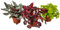 Begonia Beleaf Mix - Fogliame Begonia - Bassa manutenzione - Ø 12 cm - 20-25 cm