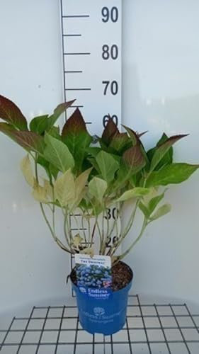 Hydrangea macr. 'Endless Summer The Original'®blue - Hortensia 25-30 cm en pot