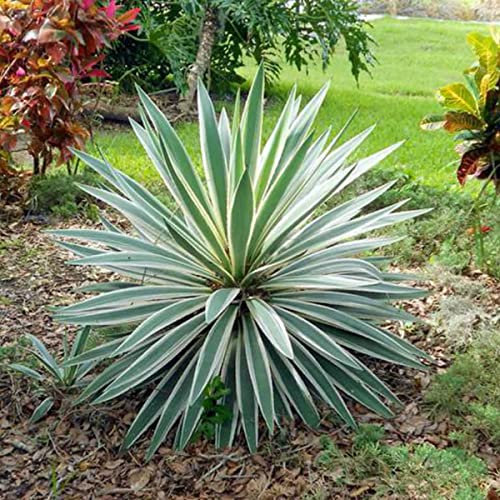 Yucca Gloriosa Variegata-Spanish Dagger in 9 cm Pot