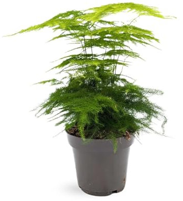Asparagus Plumosus | Lace Fern 12cm
