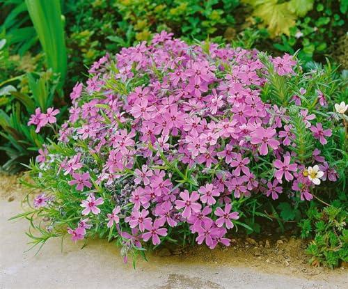 Phlox subulata 'Moerheimii' 9x9 cm Topf – Winterhart, Mehrjährig, Pflegeleicht – Polsterphlox – Bodendecker für Steingarten & Beet