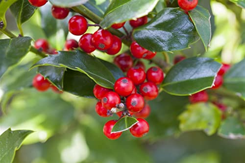 Stechpalme Ilex meserveae Blue Princess 80 cm Stamm winterhart