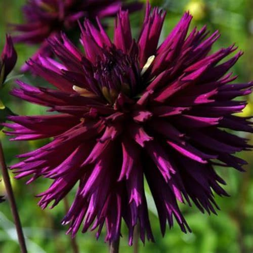 Dahlia Bulbs Beautiful Now Mixed Garden Crop for Planting Now UK Strong Plants That Grow Well Mix Golden Jade Carving Feels