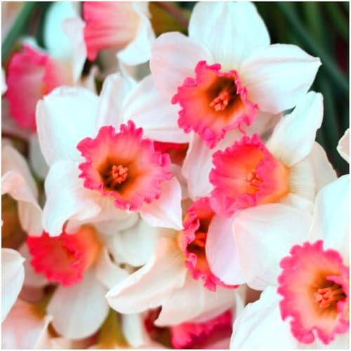 Zwiebeln Narzissen Narcissus Osterglocken Onion Knolle Zwiebeln Farbe Rosa Pink Gelb MIX White Sorte zur Auswahl Winterhart Mix 5 10 20 Stk. (Accent Pink-White 20 Stk.)