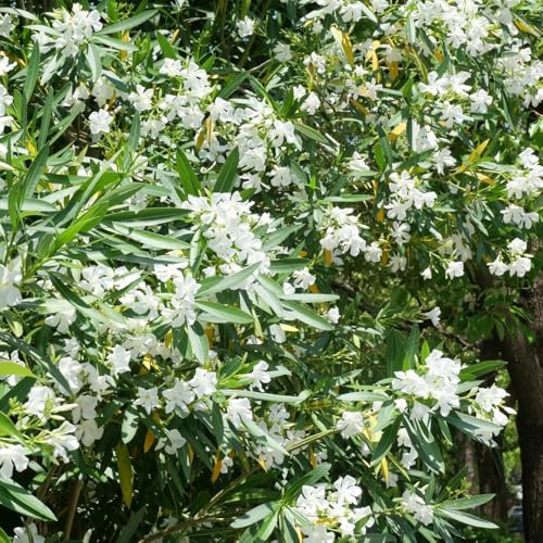 semi oleandro arbusto di farfalle selvatico, autunno, perenne perenne resistente estate balcone giardino tagliati serre balcone 15pcs