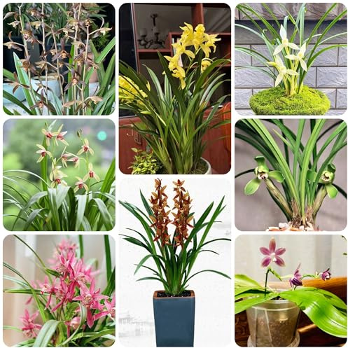 orchidee - orchidea - rampicanti biologiche, primaverili semi di orchidea insoliti, decorazioni autunnali aromatiche per aiuole rialzate Decorazioni floreali 500semi