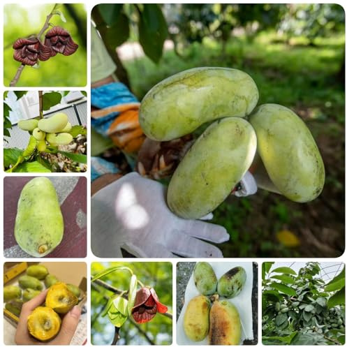 Semi di banano indiano, frutteto, verdi acquistare semi di papaia, banana indiana, semi di esotiche balcone resistenti per il giardino 2pcs