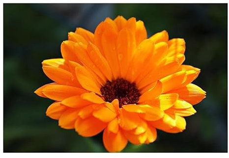 Pcs - 20x Souci Ball's Orange Calendula Jardin Plantes - Graines KS161 - Seeds & Plants Shop by Ipsa