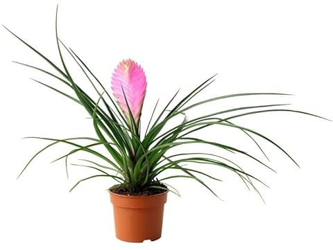 Planta del Aire Exclusiva Tillandsia Cyanea Anita Color Increíble