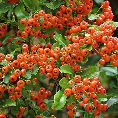Feuerdorn - Pyracantha hyb. 'Orange Glow' - 50-60 cm Topf