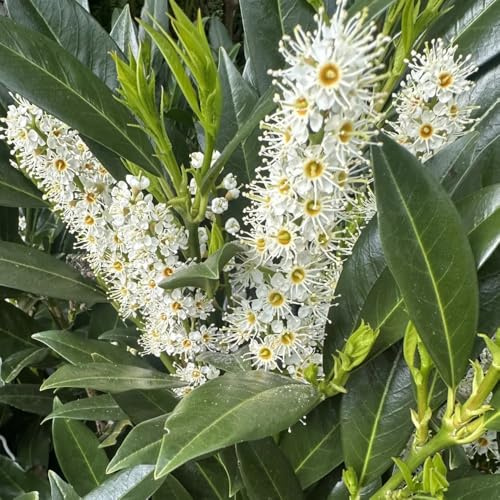 semi di lauroceraso - resistenti biologici interno giardino autunnali aiuola rialzata balcone 300pcs