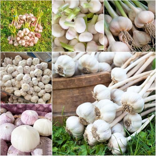 knoblauch - dekopflanzen gemüsepflanzen wintergemüse steckknoblauch - Seltene serie - topfpflanzen draußen winterhart balkonpflanzen winterhart 10zwiebeln