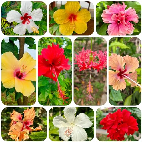 hibiskussamen, garten winterhart balkon, exotische 250pcs