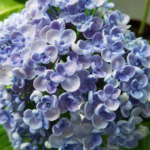 semi di ortensia balcone per il giardino 55pcs