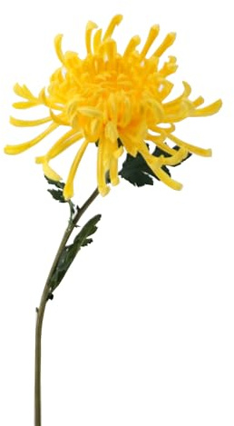 Künstliche Chrysanthemen mit großen Köpfen, Boho-Seide, Blumensträuße mit langem Stiel, für Zuhause, Hochzeit, Blumendekoration (gelb)