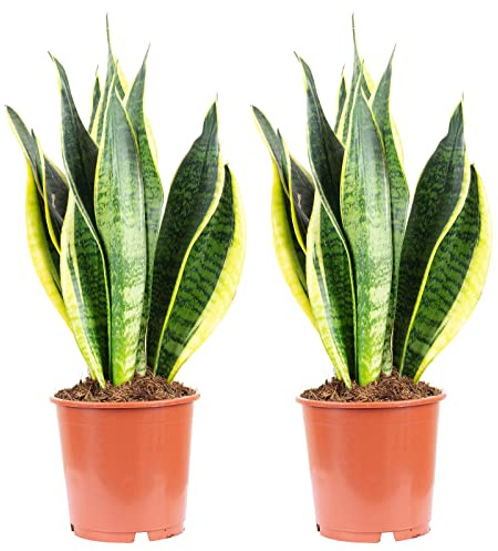 2er-Set Bogenhanf - echte Zimmerpflanze, Sansevieria trifasciata Laurentii - Höhe ca. 45 cm, Topf-Ø 14 cm