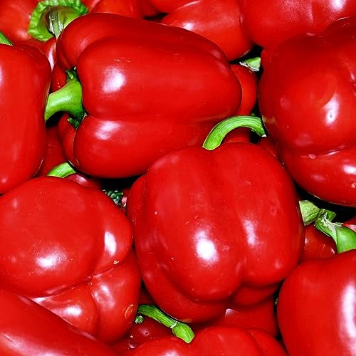 Sweet Bell Red Peppers Beauty Bell F1 Vegetable Salad Plant Seeds - 8 Pepper Seeds