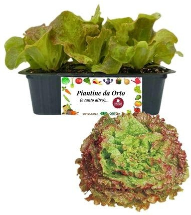 P. Piantine da Orto | Lattuga Gentile rossa, Pianta da Orto o Balcone Pronta al Trapianto, Kit da 9 Piantine, Pianta Vera da Esterno, Vivaio Italiano