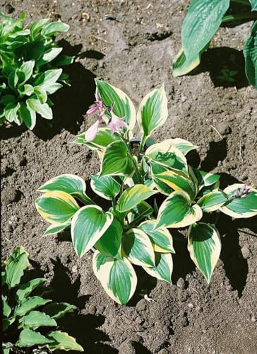 Hosta x fortunei 'Twilight' 11x11 cm Topf – Winterhart & Mehrjährig & Pflegeleicht – Funkie – Staude für Schattenbeet & Kübel