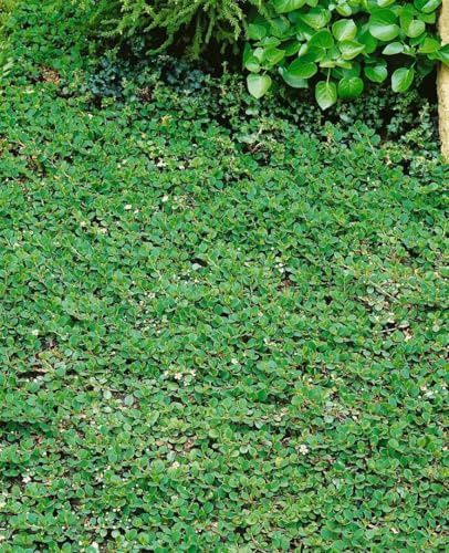 Cotoneaster dammeri 'Frieders Evergreen' 50 Stück – Winterhart, Immergrün, Pflegeleicht – Kriechmispel – Bodendecker für Garten & Beet