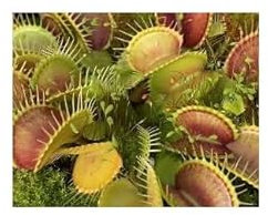 Stk - 3x Dionaea muscipula Master o Disaster Venusfliegenfalle Pflanzen Samen B1248 - Seeds & Plants Shop by Ipsa
