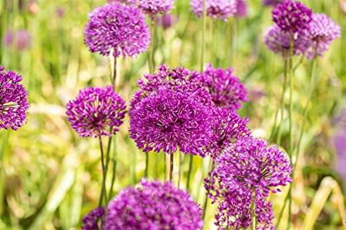 Allium aflatunense 'Purple Sensation' 11x11 cm Topf – Winterhart, Mehrjährig, Pflegeleicht – Zierlauch – Beetpflanze für Garten & Rabatte