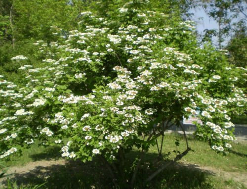 Seeds 25 + wayfaring semi di agramsero (Viburnum lantana) arbusto ornamentale I76