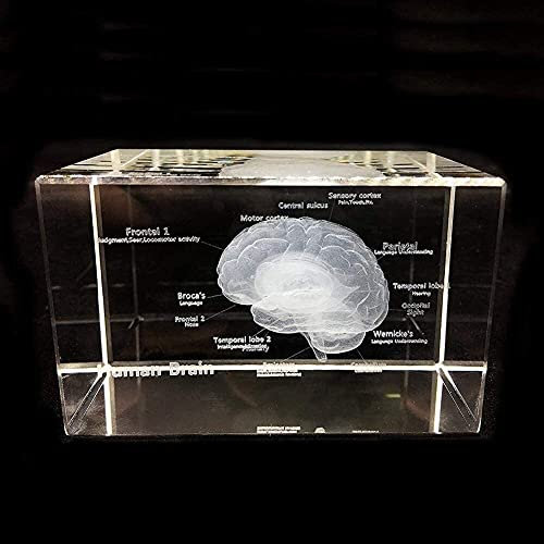 TONZN Anatomie des menschlichen Herzens 3D-Modell Kristall-Briefbeschwerer-Würfel Medizinische Wissenschaft Gedenkgeschenk