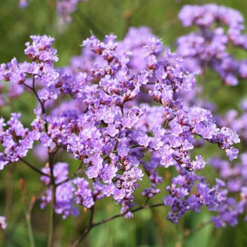 Limonium gmelinii Siberian Statice Seeds – Hardy Perennial Cut & Dried Flower – Kew Flowerhouse Collection – Ideal for Rock Gardens & Sandy Soils, 1 x Packet 50 Seeds, by Thompson & Morgan