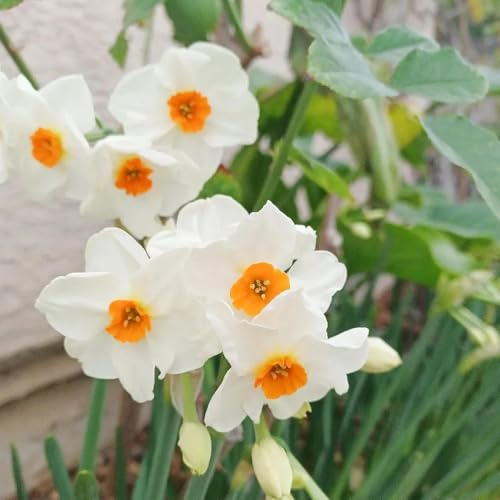 5Bulbi di narcisi resistenti da sono perenni, resistenti, autunnali dalla decorazione soggiorno