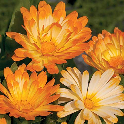 25 Calendula Officinalis Oopsy Daisy Seeds - Yellow & Cream Pot Marigold - 25 Seeds