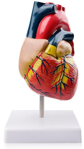 Menschliches Herz Modell für Anatomie: WIYETY 1:1 Scientific Menschliches Herz Modell für Anatomie, PVC Herz Modell, 2-Teilige Lebensgröße Herzmodelle für Schulunterricht Produkteigenschaften