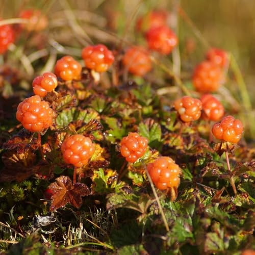 Moltebeeren - Rubus chamaemorus - säulenobstbäume obstbäume kaufen obstgarten balkonpflanzen zimmerpflanzen säulenobst winterhart obstbaum exotische 35Samen