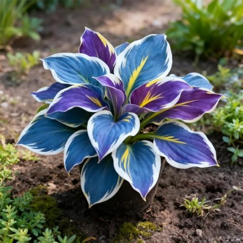 Funkien Rhizoms-Schattentolerante Premium-Stauden Gartenprojekte-10 Rhizoms-F
