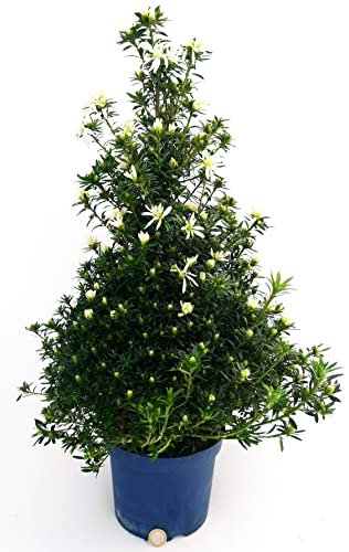 POWERS TO FLOWERS - AZALEA ALBERELLO KOROMU SAKU WHITE, PIRAMIDE altezza 70cm, pianta vera