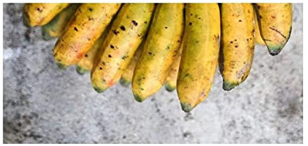Pezzi - 10x Musa Sp. Mt.Popomanaseu Banane Giardino Piante - Seme ID516 - Seeds & Plants Shop by Ipsa