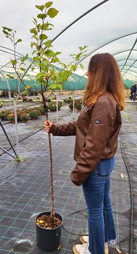 POWERS TO FLOWERS - PIANTA DI ALBICOCCA DI SCILLATO, VASO 20CM DIAMETRO, ALTEZZA 160CM, pianta vera