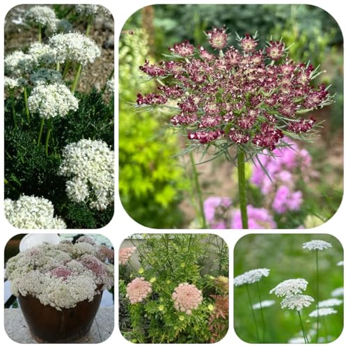 wilde möhre, wildblumen balkonblume wilde möhre bodendecker winterhart mehrjährig heilkräuter zimmerpflanzen 100samen