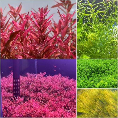 acquatiche resistenti per stagni - semi letti elevati per giardino decorativi perenni resistenti giardino verde balcone acquatico giardino 1500pcs