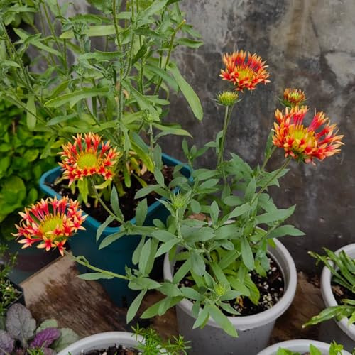 Gaillardia pulchella, winterharte für garten Kokardenblume Staude Winterhart, wildblumensamen steingartenpflanzen 500Samen
