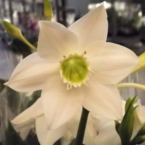 Blumenzwiebel - Raritäten : Eucharis amazonica - Amazonaslilie 3 Zwiebel 14/+