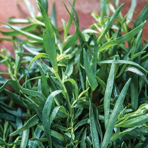 Gardeners Kitchen - Tarragon Plants 'French' - 3 x 10cm Pot Herb Plants. (Artemisia Dracunculus VAR. Sativa)