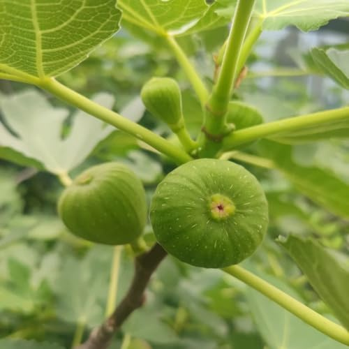 feigenbaum feigen - obstbaum obstsamen winterharte stauden mehrjährig obstbäume kaufen deko büro balkonpflanzen pflanztöpfe kübelpflanzen pflanzensamen säulenobst hochbeet balkon 1500samen