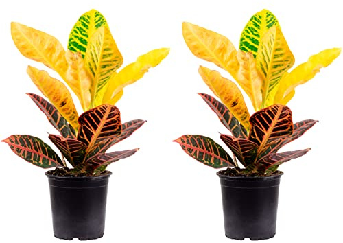 2er-Set Wunderstrauch 'Petra' - echte Zimmerpflanze, Codiaeum Petra - Höhe ca. 40 cm, Topf-Ø 13 cm